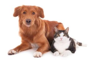 Veterinary services in Lititz, PA 17543